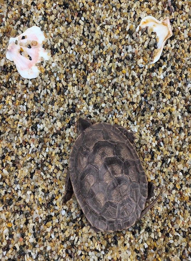 FANTIAN رمل حوض السمك من فانتيان، وزن 2 رطل. رمل خشن بحجم 1/16 بوصة، مناسب لأحواض السمك، والأحواض الزجاجية، والمزهريات، والنباتات، وتغطية التربة، وتنسيق الحدائق الخارجية. - Image 5